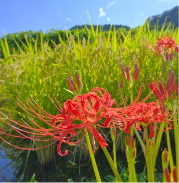 観光ツアー開発